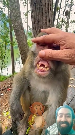 Chikki Monkey Doing the Funniest Things 😂🐒 | Cutest Monkey Comedy
