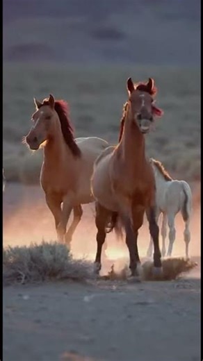 Wolves Attack Mustang Foal
