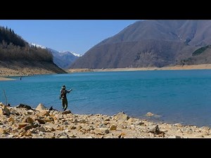 ダム湖のサクラマス