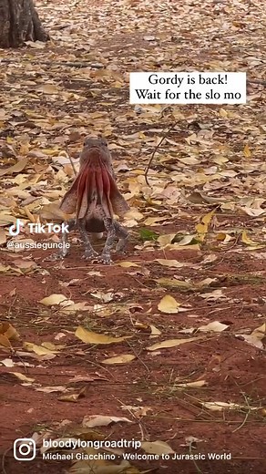 Gordy in SLO MO! Wait for it! Welcome to Jurassic park. Our frill-necked lizard camp buddy is back! Check out his run in slo mo! #gordy #frillnecklizard #lizard #runninglizard #onlyinaustralia #dilophosaurus #jurassicpark #holes #reptile #cuteaussie #cuteanimals #welcometojurassicpark #reptilesoftiktok #cutereptiles #australiananimal #roadtripaustralia #campingaustralia #scarycamping #areyouscaredyet #animallovers #reptilelovers #thisisaustralia