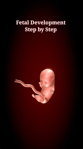 Fetal Development Step by Step #fetaldevelopment #pregnancy #pregnancyweekbyweek