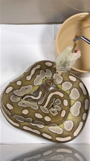 MOCHI | Lesser Axanthic VPI Royal / Ball Python | #strike #short ⚡️🎬 (25.11.25)