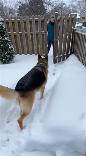 🐶❄️ German shepherd reunites with owner in the snow #dog