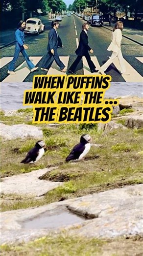 Meet PUFFINS John Ringo Paul George