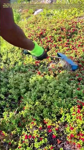 Mountain Harvest: Hand-Brushing Wild Red Berries with Ancient Efficiency