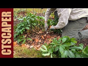 CUTTING BACK PERENNIALS IN THE FALL