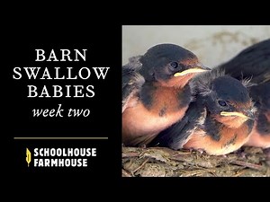 Baby Barn Swallows | Week 2