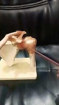 Viva on Shoulder joint model
