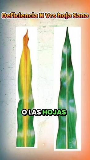 Why do corn leaves turn yellow? | Nitrogen Deficiency Explained 🌽