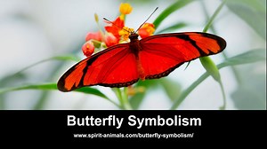 Butterfly Symbolism
