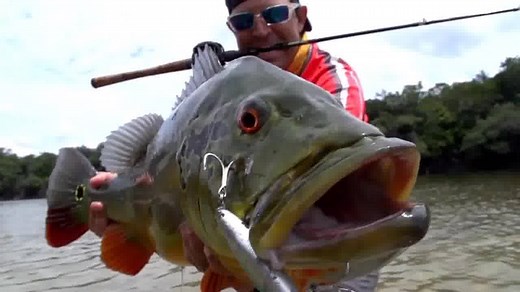 21K views · 221 reactions | World’s best Peacock Bass fishing...