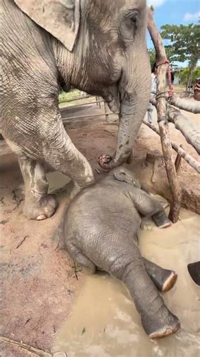 Baby elephant fails at getting out of mud - so funny!