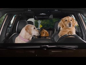 Roundabout | Subaru Forester Hybrid Dog Tested TV Commercial