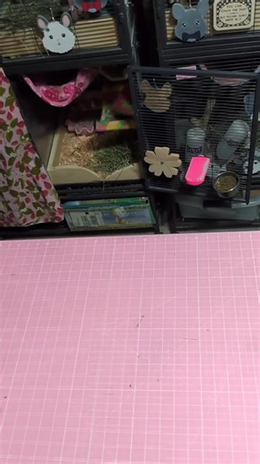 We bought the chins new tags and toys from Twilight Chinchillas ✨ #chinchilla #chinchillas #smallpets #cutepets #spoiled