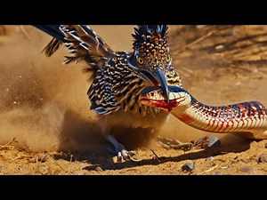 Roadrunner vs Snake: Adaptations and Desert Survival Explained