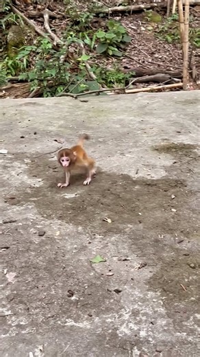 monkey baby cute 🥰 | Amit Kumar Sahoo