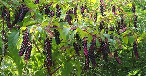 Phytolacca americana - American pokeweed. Broad, green leaves on smooth reddish stems bearing clusters of pendulous pink peduncles of small purple-black berries with flat, toothed edges on pedicels Stock Video