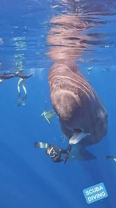 543K views · 2K reactions |  A Heartwarming Tale from the Depths:...