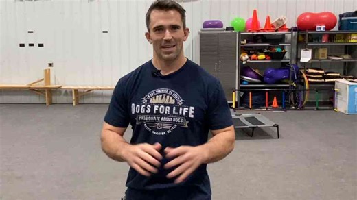 The socialization principles that build a stable, reliable companion