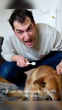 Easy Ways to Keep Your Dog’s Teeth Clean No Brush #DogDentalCare#DogHealth#PetCareTips#HealthyDogs