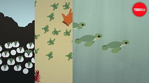 The survival of the sea turtle