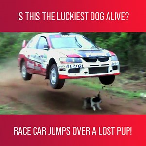 1.2K views · 32 reactions | Richard Rawlings and some of his Gas Monkey Garage employees react to crazy car videos, including an incredible moment when a race car jumped right over a lost dog! Watch more like Fast N Loud Demolition Theatre on discovery+ : https://bit.ly/36yuUII | Love Motoring | Facebook