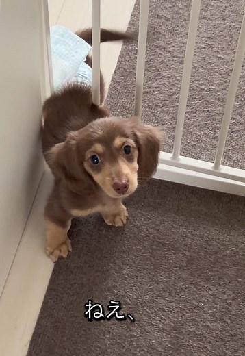 やんちゃ子犬がまた挟まってた件におまけ付きです。 #ダックスフンド #多頭飼い #子犬 #dachshund #멍스타그램