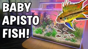15K views · 545 reactions | Surprise Baby Dwarf Cichlids In My Fish Tank! | Aquapros | Facebook