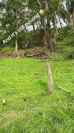 Horses Playing Up: A Surprising Encounter