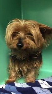 73K views · 1.3K reactions | Remember Bryce, the adorable Yorkie...