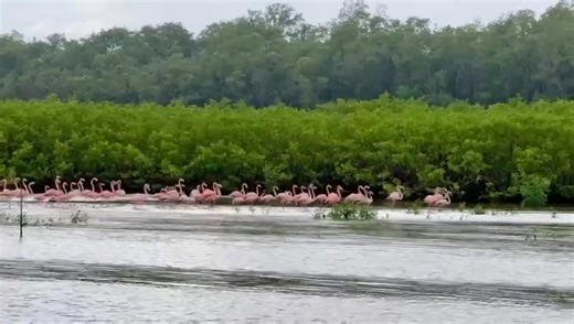 Happy World Tourism Day from our magnificent Shell Beach where the flamingoes are protected. Source: Annette Arjoon | Guyana Standard