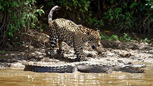 Jaguar vs Caiman | Wild Animals