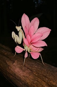It's such a beautiful video of an Orchid Mantis. Just look how beautiful it is. God is great 💖 Not my video. | Flowers of all kind. And the beauty of Nature