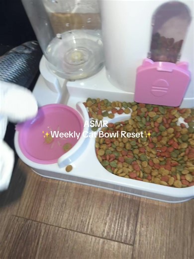 Weekly Cat Bowl Reset: A Soothing ASMR Experience