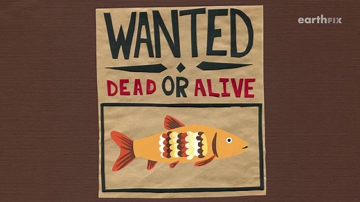 The tui chub are back in Diamond Lake. Learn about the 'great war on chubs,' in the video below. | OPB