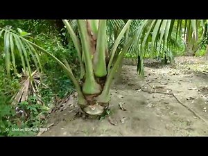 ভিয়েতনামী নারকেল এর বাগান, চারা রোপণের ১৮ মাস এবং সর্বমোট ২৮ মাসের মধ্যেই ফুল। (Vietnamese coconut)