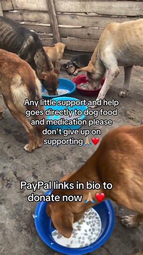 Lend me a hand ❤️Every donation helps me continue my mission. PayPal link my bio🙏🏼❤️ #fypシ゚