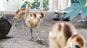 9.1K views · 278 reactions | These endangered East-African gray-crowned crane chicks can be seen in an open training demonstration at the World of Birds theater every day of the week except Tuesday. Aren't they adorable? | Los Angeles Zoo | Facebook