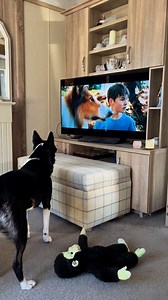 4.2K views · 3.9K reactions | Barney loves when lassie does the big jump over the ravine #Lassie #react #reaction | Stephen Kelleher | Facebook