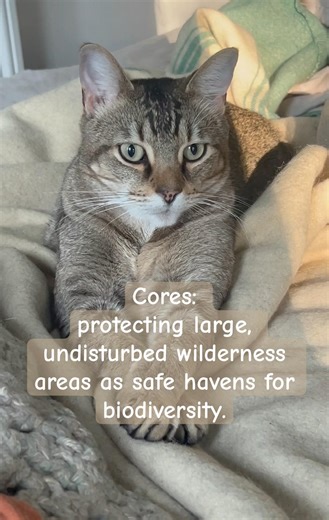 Rewilding and the 3 C's #shorts #cat #nature #wildlife #life