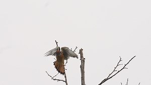 2/10/2026 Huntington Beach Library Park . American Kestrel Vs Cooper's Hawk . | Henry Hoang