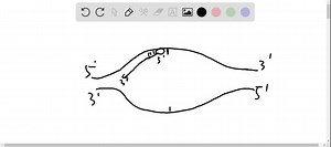 SOLVED:Which of the following does the enzyme primase synthesize? a. DNA primer b. RNA primer c. Okazaki fragments d. phosphodiester linkage