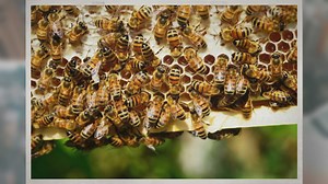 How Many Species of Bees Are There?