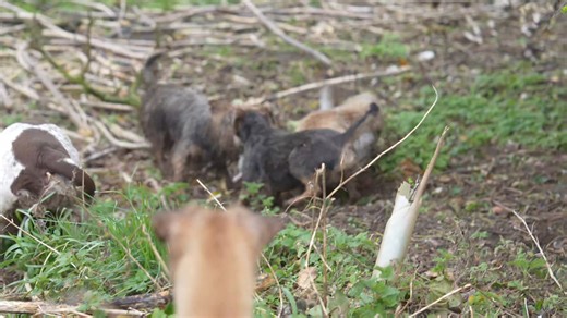 187K views · 2.9K reactions | Pest control near a grain store. | Suffolk and Norfolk rat pack | Facebook