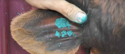 Tattooing an Animal - Canadian Angus Association