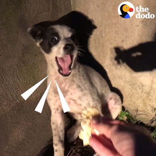 58M views · 773K reactions | Puppy wouldn't stop crying until this woman shared her lasagna ❤️ | The Dodo | Facebook