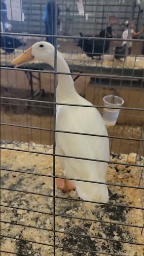 Indian Runner Ducks: The Ultimate Garden Companion”