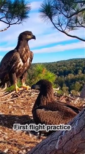 Baby Eagle's Hilarious Failed Flight! 🦅😅