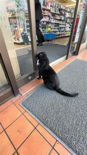 セブンでよだれ垂らし待つ猫ちゃん — 群馬で発見