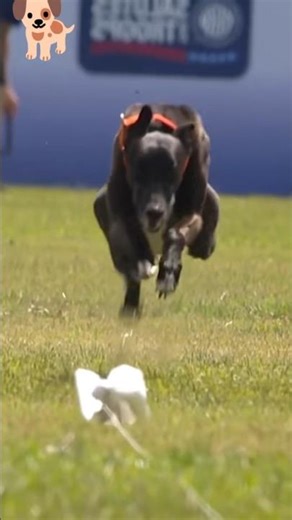 Dog Running at Full Speed 🐕💨 | Satisfying Short #dog